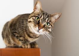 Cat portrait