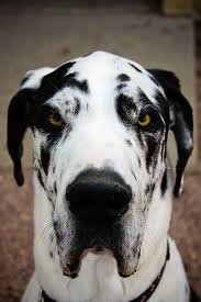 Black And White Spotted Dog Black And White Spotted Great Dane Great Dane Dane Dog Dogs