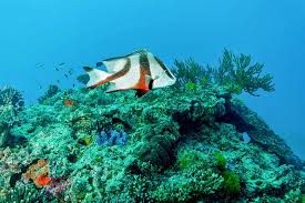 Image result for Sebaea junodii