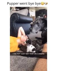 Dog Memes Videos S Instagram Profile Post Swipe Today Only 50 Off Sale On Our Custom Pet Neckla In 2021 Funny Animal Memes Cute Funny Dogs Cute Funny Animals