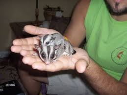 Keeping Sugar Gliders As Pets Information And Pictures