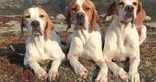 Hilde Bjaanes Ims On Instagram Fjelltur I Nydelig Vaer Pointer Pointingdog Pointingdogd Pointerdog Pointeringles Englishpointer Englishpointersofin