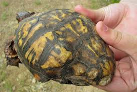 If you want something more exotic, you will essentially be at the mercy of whatever the seller is asking for. Health Issues Broken Shell Box Turtle World