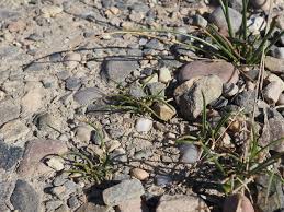 Image result for Ficinia