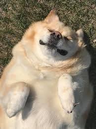 Fat dog productions was a pornographic film production company and distributor based in chatsworth, california. Massive Malamute Trims The Fat With Help Of Foster Mom Who Specializes In Corpulent Canines Cbc News