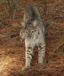 Browse our inventory of new and used bobcat s205 for sale near you at machinerytrader.com. Mammals Of Mississippi