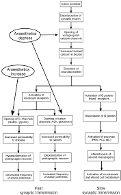 Flow Chart Illustrating The Principal Stages Of Synaptic