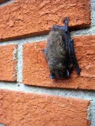 In addition to removal, you'll often need to clean up the guano for an additional $600 to $8,500 depending on the size of your home, the colony and how much damage they did. 7 Best Bats In Attic Ideas Bats In Attic Getting Rid Of Bats Bat Houses