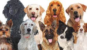 Que Significa Sonar Con Perros 2021 25 Significados