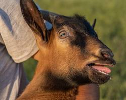 Image of Goat bleating scared