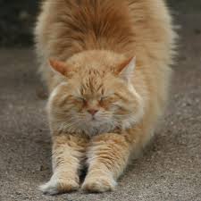Kedi Ciftlesmesi Kedi Ciftlesmesi Ne Kadar Surer Miyhav Com