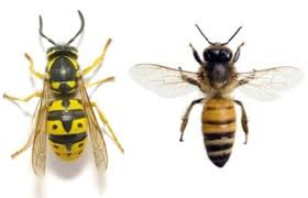 How do flea bombs work? Blog Archives Indigo Wasp Nest Removal