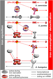 fungal iron homeostasis with a focus on aspergillus fumigatus sciencedirect