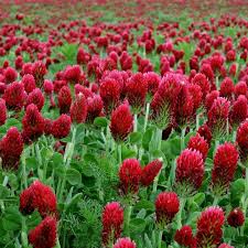 Image result for Trifolium polystachyum