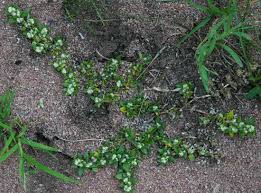 Image result for Guilleminea densa