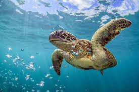 They move very slowly when they are on land due to the design of their bodies. Sea Turtle Facts