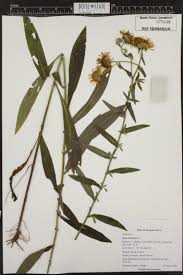 Image result for Inhambanella