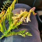 Image result for Astragalus atropilosulus