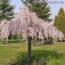 Whether you are intending to decorate for a new year party or halloween. Live Weeping Japanese Cherry Tree Cherry Blossom Gift Bulk Pricing