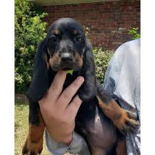 Black and tan coonhound information including personality, history, grooming, pictures, videos, and the akc breed standard. Black And Tan Coonhound Puppies 8 Weeks Old In Okeechobee Florida Puppies For Sale Near Me
