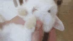 If your rabbit has urinary incontinence or diarrhea, take him to your veterinary for a diagnosis and treatment. Latest Baby Bunny Gifs Gfycat
