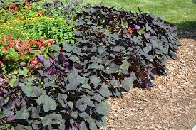 Outdoor plants and flowers patio. Get Black Heart Sweet Potato Vine In Mi At English Gardens Nurseries Serving Clinton Township Dearborn Heights Eastpointe Royal Oak West Bloomfield And The Plymouth Ann Arbor Michigan Areas