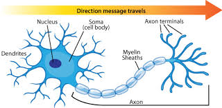 Neuron Diagram Types Ask A Biologist