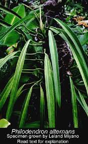 Philodendron Crassinervisum Lindl Also Known As Philodendron Lanceolatum Schott Or Philodendron Alternans Sch Philodendron Philodendron Plant Tropical Plants