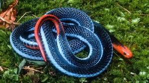 Bellatrix lestrange animals and pets cute animals cute snake beautiful snakes by any means necessary slytherin aesthetic tier fotos black mamba. Blue Long Glanded Coral Snake Eats King Cobras For Breakfast Stings Like A Scorpion