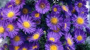 Image result for Aster