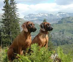 Image result for bavorský barvář