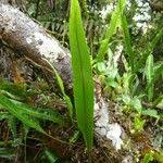 Image result for Elaphoglossum acrostichoides