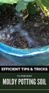 Certainly You Don T Need To Add Mold To The List Check Your Plants Now And Use These Effective Tips And Tricks To Prevent Moldy Pott Potting Soil Soil Plants