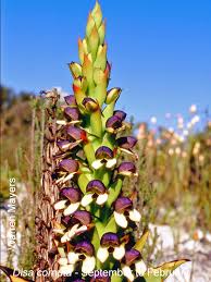 Image result for Disa cornuta