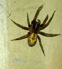 Maybe you would like to learn more about one of these? Spider Invasion How Do I Know If A Spider In My Garden Is Dangerous Mirror Online