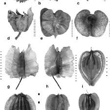 Image result for Pteleopsis anisoptera