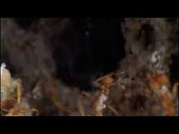 Evolution Ep4 The Evolutionary Arms Race 5 6 Rainforest Habitat Rainforest Theme Habitats
