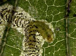 Image result for Stigmella lemniscella