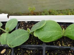Mosaic virus causes leaves to become thickened, brittle, easily broken from plant; Growing Zucchini Courgette Marrow Summer Squash In Usa Zone 5a Climate