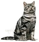 American Shorthairs for Sale in Ocala, FL | Cats on Oodle ...