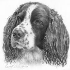 Black And White Springer Spaniel Cartoon Image Result For Images Of Black And White Springer Spaniels Dieren Schilderen Dieren Tekenen Honden