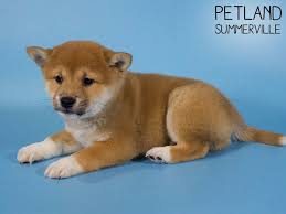 It is easy to housebreak because it is naturally fastidious. Shiba Inu Puppies Petland Summerville