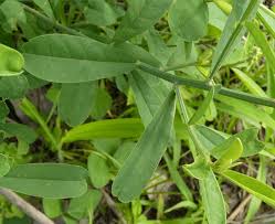 Image result for Crotalaria retusa