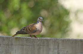 Maybe you would like to learn more about one of these? Turteltaube Bluhendes Osterreich