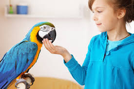 Image result for parrot