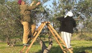 Kairouan Coup D Envoi De La Cueillette Des Olives La Presse De Tunisie