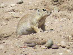 This npc can be found in northern barrens (157), southern barrens (68), arathi highlands (31), thunder bluff (29), westfall (21), mulgore (16), nagrand (2) distinct from their tree dwelling cousins, these ground squirrels make their homes on the plains of azeroth and beyond. Mammals Of Southern Arizona