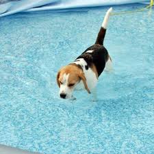 I Wish My Beagles Would Love To Swim The Word Pool Makes Them Hide Haustiere Beagle Tiere