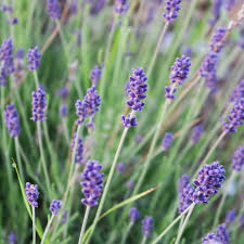 Image result for Lavandula angustifolia Vera