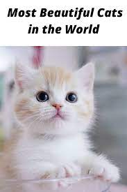 Top 10 Of The Most Beautiful Cat Breeds In The World Cat Breeds Cats Most Beautiful Cat Breeds